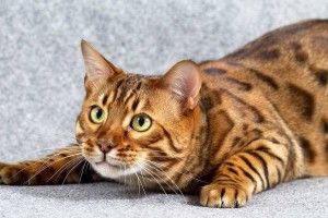 gorgerous Bengal Cat Wallpaper 1920x1080 for iphone 5s