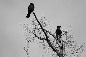 crow wallpaper 1920x1200 for iPad Pro