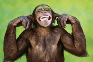 beautiful Funny Monkey Wallpaper 2560x1600 images