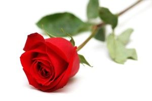 new Red Rose White Background 3008x2000