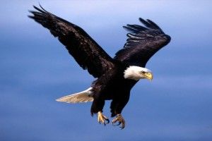 Flying Eagle Wallpaper 1920x1080 windows