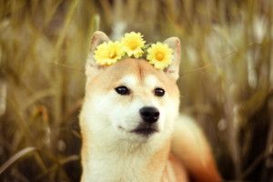 Shiba Inu Wallpaper 2560x1600 ipad retina