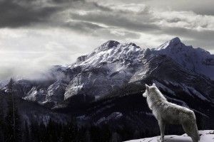large HD Wolf Wallpaper 1920x1080