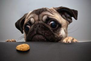 pug wallpaper 2560x1440 for samsung