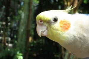 popular Cockatiel Wallpaper 1920x1080