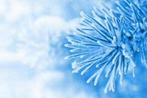 vertical winter background 2560x1600 HD for mobile
