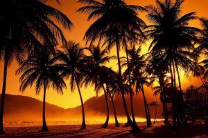tropical wallpaper 1920x1080 free download