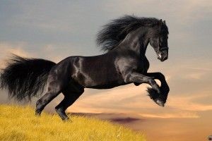full size Friesian Horse Wallpaper 1920x1200 windows