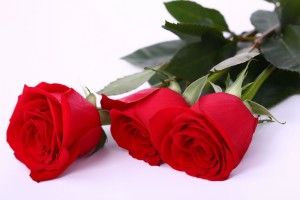 best Red Rose Wallpapers 2560x1600 images