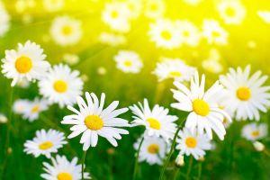 beautiful daisy background 2560x1600 smartphone