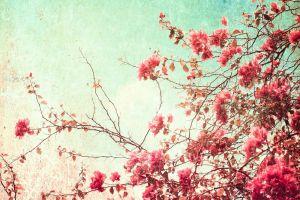 vintage floral background 2560x1558 laptop