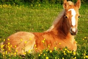 Cute Horse Wallpapers 2592x1944 for phones