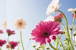 Flower Computer Backgrounds 1920x1080 HD for mobile