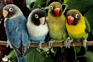amazing Lovebirds Wallpapers 1920x1200