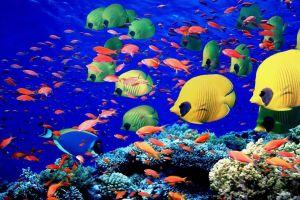 free coral reef wallpaper 1920x1080 for ios