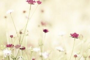 Wildflower Wallpaper 1920x1080 HD