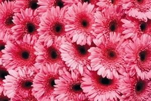 full size Pink Daisy Wallpaper 1920x1200 htc