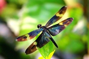 free Dragonfly Wallpapers 2048x1345 for Full HD