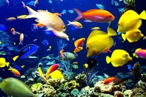 beautiful Cool Fish Backgrounds 2560x1600 tablet