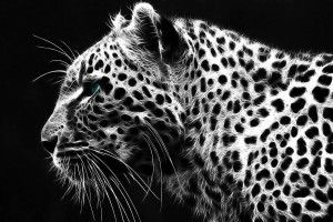 Black Cheetah Wallpaper 1920x1200 for windows 7