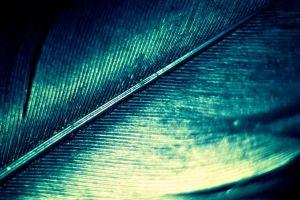 popular feather background 1920x1200 high resolution