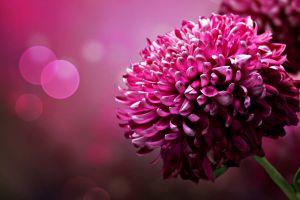 amazing floral backgrounds 1920x1080