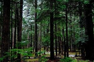 Forest Desktop Background 1920x1200 retina