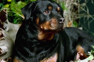 download free Rottweiler Wallpaper 1920x1200 macbook