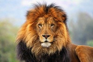 cool Lion Wallpapers 1920x1200 Desktop