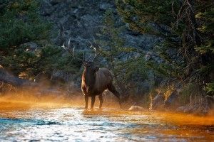widescreen Elk Wallpaper 1920x1200
