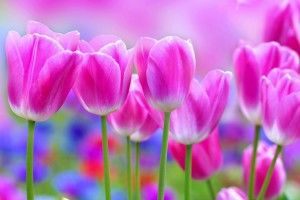 Beautiful Flowers Wallpaper 1920x1200 macbook