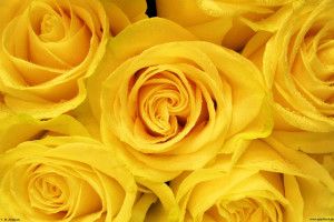 Yellow Rose Background 2560x1600 smartphone