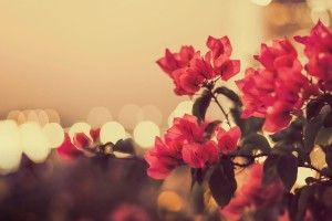 Vintage Flowers Wallpaper 1920x1080 4K