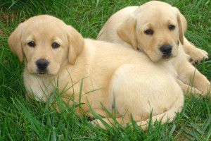 popular Labrador Wallpaper 2560x1600