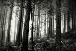Black Forest Wallpaper 1920x1200 samsung galaxy