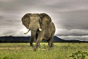 vertical animal wallpapers 1920x1200 for iphone 5