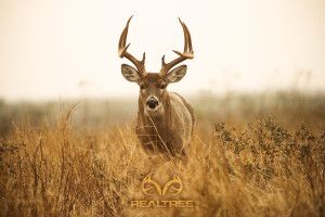 Realtree Deer Wallpaper 2560x1600 for mobile
