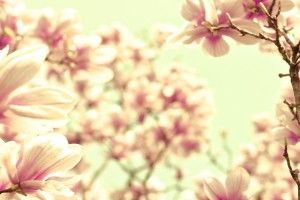 vertical Magnolia Wallpaper 1920x1080 photos