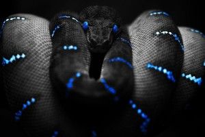 Cool Snake Wallpapers 1920x1080 for windows 7