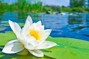 vertical Lily Pad Background 1920x1080