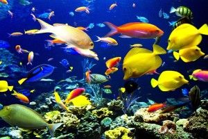 Tropical Fish Wallpaper 1920x1200 for 1080p