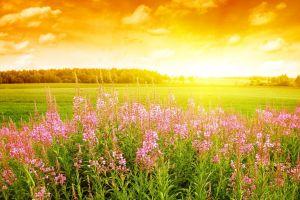 download sunshine background 2560x1600 Phone