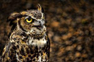 owl backgrounds 1920x1080 PC