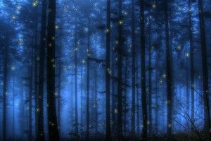 full size Fireflies Wallpaper 1920x1080