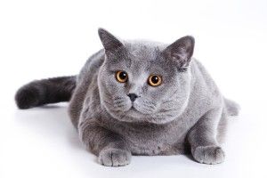 Cat White Background 1920x1200 HD
