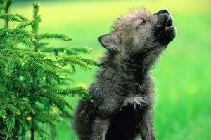 Baby Wolf Wallpaper 1920x1200 retina