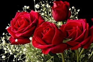 Roses Wallpaper for Desktop 1920x1080 for samsung galaxy
