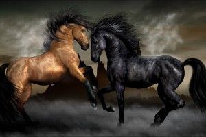 Wallpaper Horses 2560x1600 for meizu
