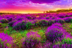 free download spring background 2048x1365 for iphone