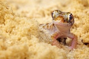 most popular Gecko Wallpaper 1920x1080 for ios